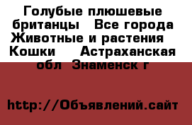 Голубые плюшевые британцы - Все города Животные и растения » Кошки   . Астраханская обл.,Знаменск г.